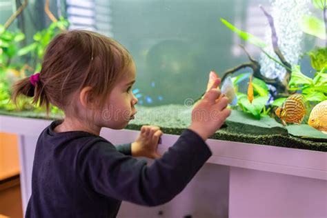 2 Year Old Child Indoors Watching Fish Swiming In Big Fish Tank