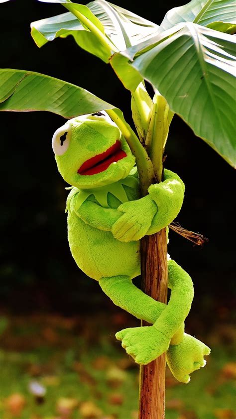 Kermit Meme Wallpapers - Wallpaper Cave