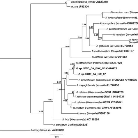 Bayesian Phylogeny Of 21 Mitochondrial Cytochrome BPlasmodium