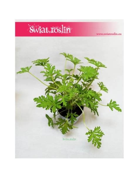 Geranium, Geranium lecznicze, Anginka, Anginowiec, Pelargonia Pachnąca ...