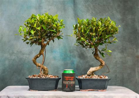 Ficus Microcarpa Tiger Bark Curved Trunk Bonsai Tree Wigerts