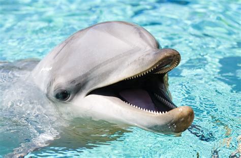 My Top Ten My Top Ten Dolphin Songs