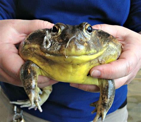 Frog Of The Week African Bullfrog African Bullfrog Bullfrog Frog