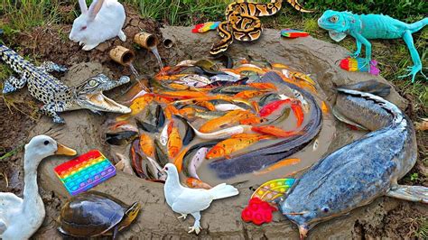 Menangkap Ikan Cupang Warna Warni Ikan Koi Ikan Lele Besar Ikan Hias