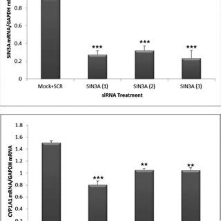 Sin A Is Necessary For Induction Of Cyp A Mrna By Tcdd In The Human