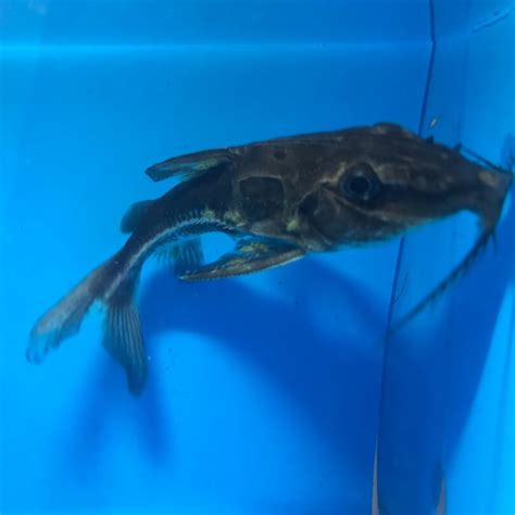 Baby Blue Catfish