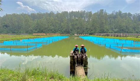 Kivu Choice, Victory Farms raise $35m for expansion in Rwanda, East ...