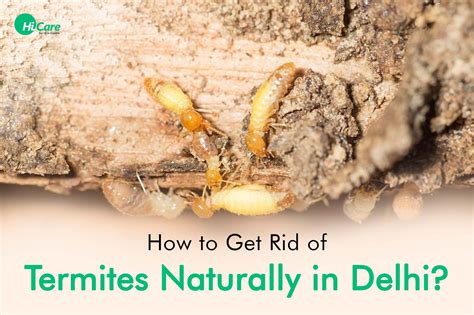 5 Natural Ways To Eliminate Termite Infestation In Delhi