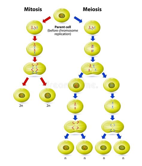 Meiosis Ilustraciones Stock Vectores Y Clipart 943 Ilustraciones Stock