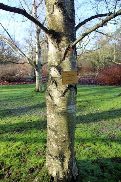 Betula Pubescens Ehrh Aff Zachte Berk BG Meise Flickr