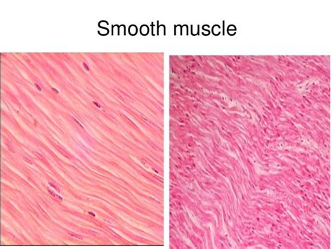 Revision of histology slides