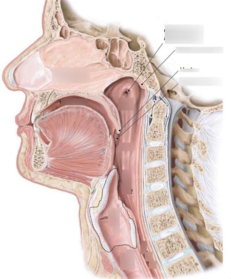 Pharynx Diagram | Quizlet