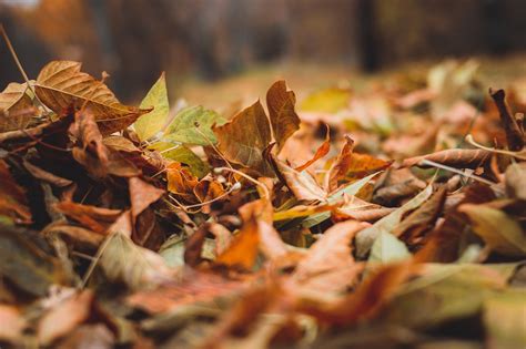 Blätter Herbst Blatt Kostenloses Foto auf Pixabay Pixabay