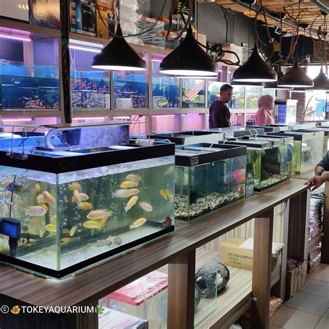 Kedai Aquarium Terbaik Johor Bahru