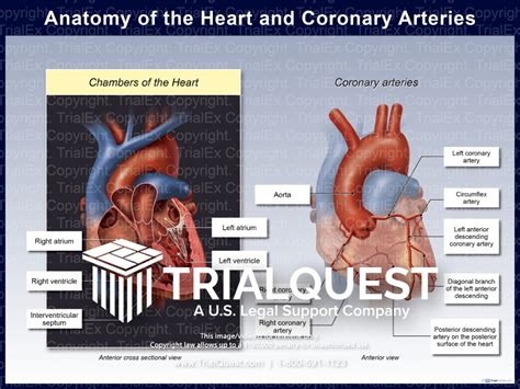 Heart And Coronary Arteries Anatomy