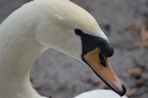 Swan Face Free Stock Photo - Public Domain Pictures