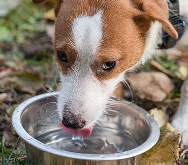 Cu Nta Agua Tiene Que Beber Un Perro Desc Brelo Blog