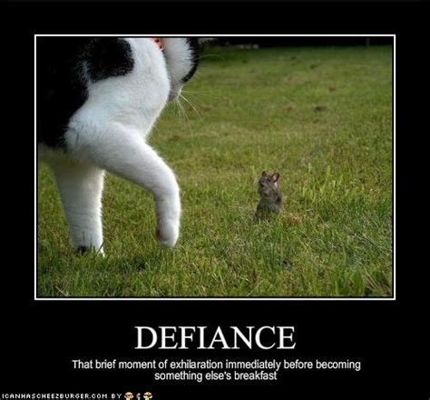 Defiance Cheezburger Funny Memes Funny Pictures