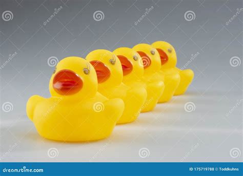 Row Of Yellow Rubber Ducks In A Row On A White Backgound Stock Photo