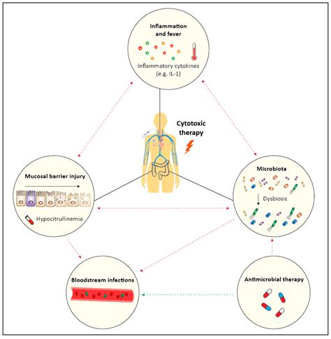 Ijms Free Full Text Mucositis And Infection In Hematology Patients