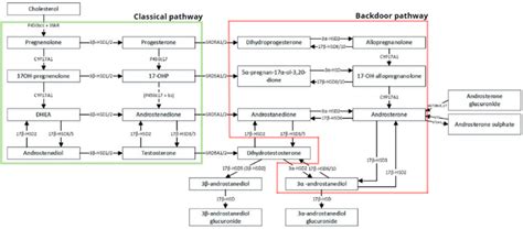 Pathway For Androgen Biosynthesis This Figure Is Based On Fukami Et Download Scientific