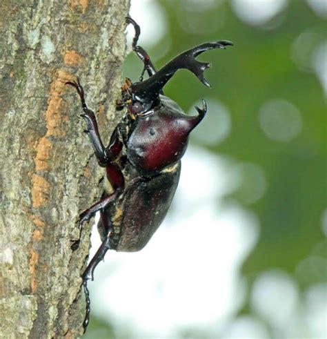 31％割引ホワイト系【まとめ買い】 No185 昆虫 ガーゼハンカチ ハンカチ 虫 カブトムシ クワガタムシ 外出用品 キッズベビー