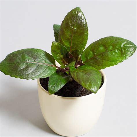 Hemigraphis Exotica 9cm Pot Opperman Plants Ltd