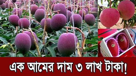 বিশ্বের সবচেয়ে দামি আম জোড়া ৩ লাখ টাকা Miyazaki Mango Youtube