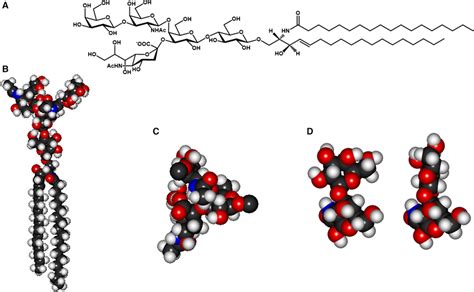 GM1 Ganglioside Representation Of The GM1 Structure A Minimum