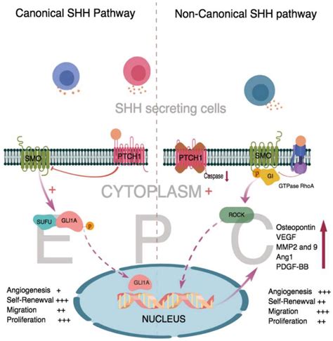 Sonic Hedgehog Signaling