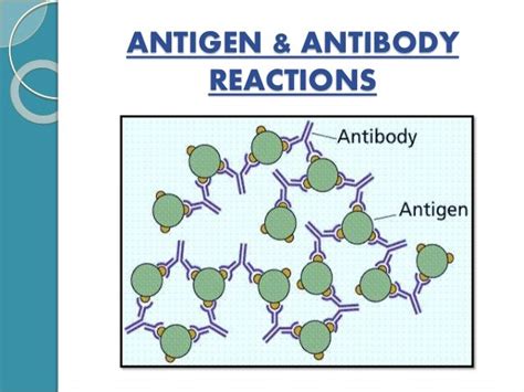 Antigen-Antibody Reactions