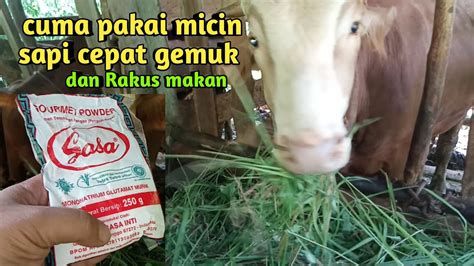 Cara Cepat Menggemukkan Sapi Cuma Pakai Micin Sapi Cepat Gemuk Youtube