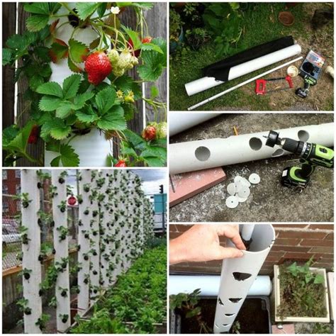 Creative Ideas Diy Strawberry Tower With Reservoir