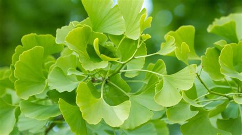 Manfaat Herbal Ginkgo Biloba Untuk Kesehatan Klikdokter