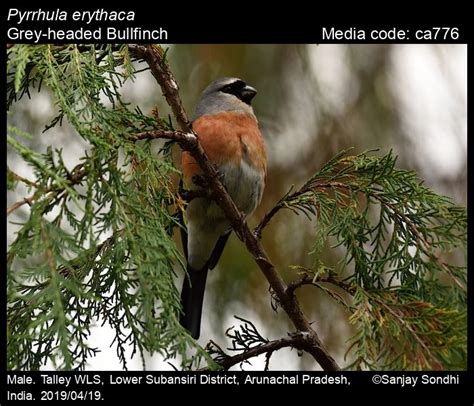 Pyrrhula Erythaca Blyth 1862 Grey Headed Bullfinch Birds