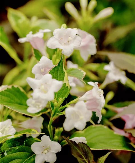 Weigela florida Nana Variegata Buntblättrige Weigelie Nana Variegata