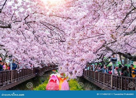 Cherry Blossom in Spring. Jinhae Gunhangje Festival is the Largest ...