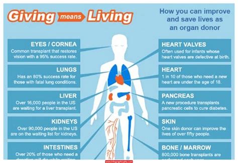 What Are The 6 Organs That You Can Donate