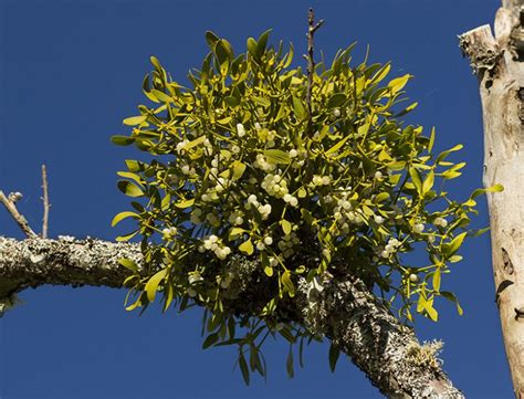 Mistletoe Guide How To Grow Care For Viscum Album