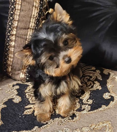 Cypress Falls Yorkies Yorkshire Terrier Puppies For Sale In Orange