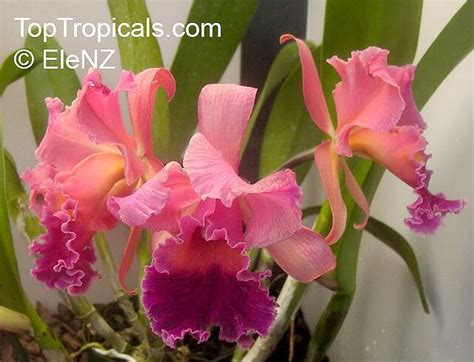 Cattleya Sp Cattleya Orchid Exotic Orchids Cattleya Orchid Cattleya