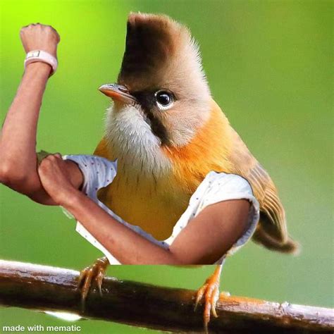 Nice Arms Birds With Arms Know Your Meme