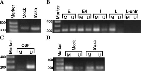 The Mouse E Cadherin Promoter Region Undergoes Transitional Methylation