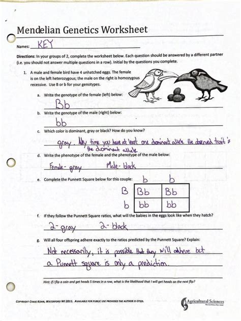 Genotypes And Phenotypes Worksheet Answers Mendelian Genetics Key