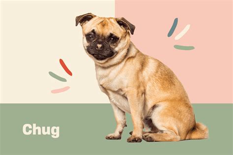 Chug Dog Breed Information And Characteristics