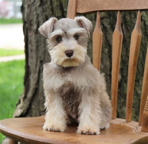 Fergus A Liver And Tan Male Miniature Schnauzer Puppy 594420 Puppyspot