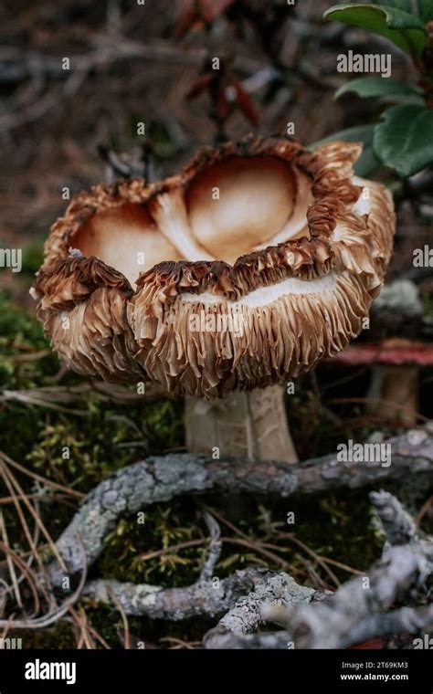 Unusual Brown Mushroom With A Wavy Curved Cap In Forest Beautiful