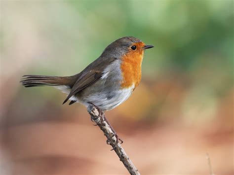 Les Conseils D Un Expert Pour Apprendre Les Chants D Oiseaux La