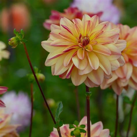 Votaniki Happpy Butterfly Dahlia Perennials Long Lasting Blooms