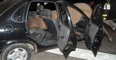 G Cavalo Invade Pista De Rodovia Em Sp E Vai Parar Dentro De Carro